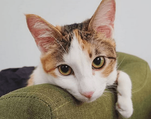 hermione