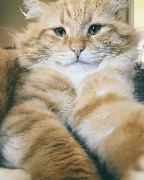 dan