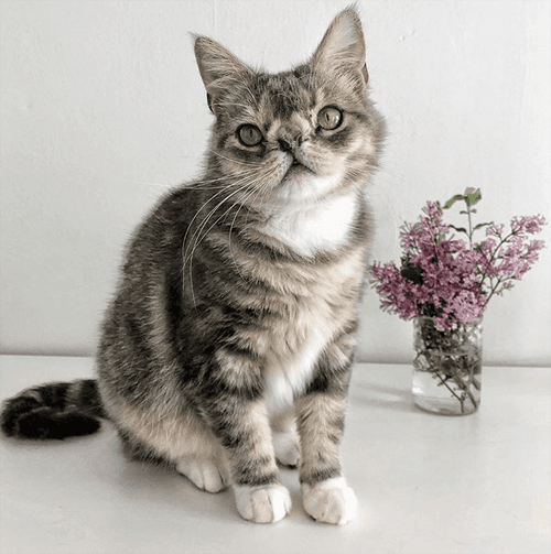 smushie