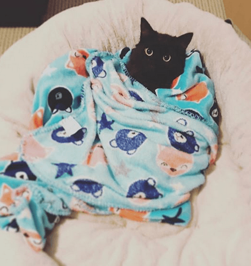 bb
