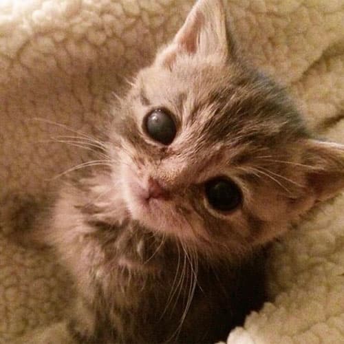 LittleGuy1