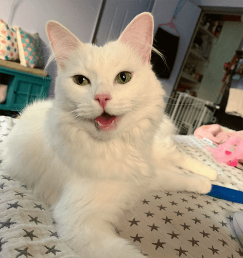 khaleesi