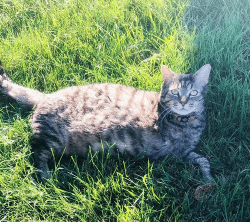 albert