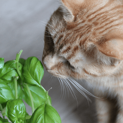 basil
