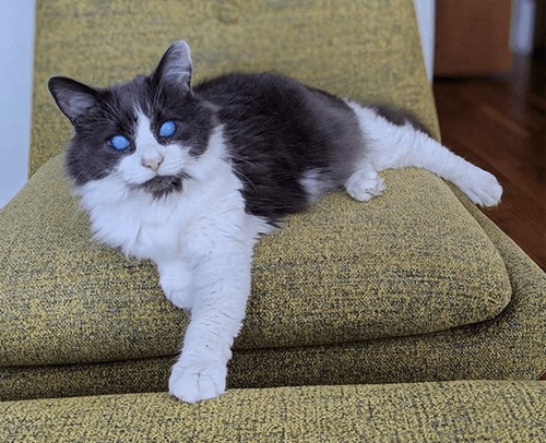 louie