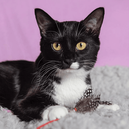 tuxies