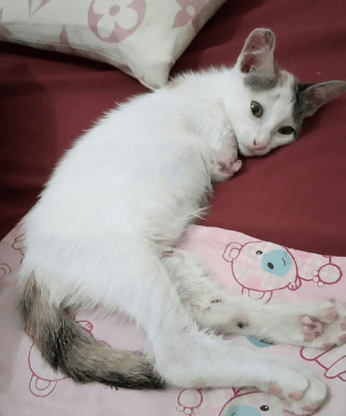 kuku