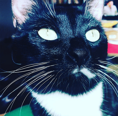 jack