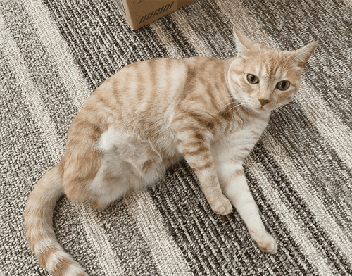 luca
