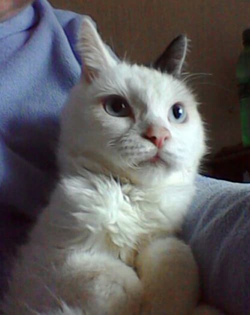 toby