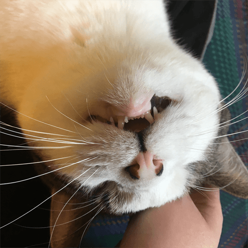 melvin