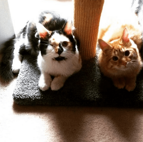 lunahobbes