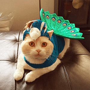 catcostume