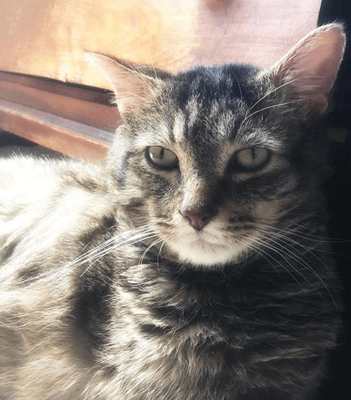 albert