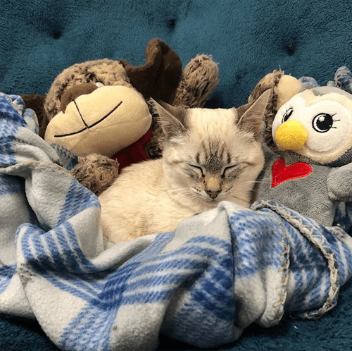 harpurr