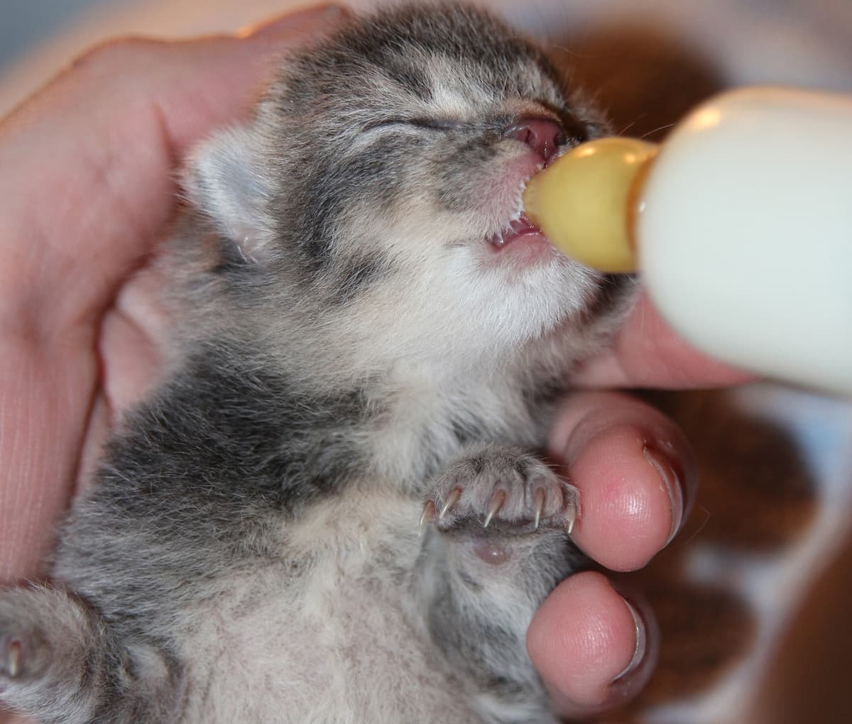 bottle fed kitten feature