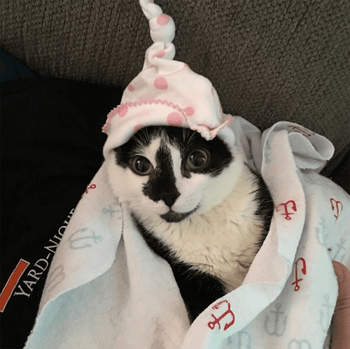 watson