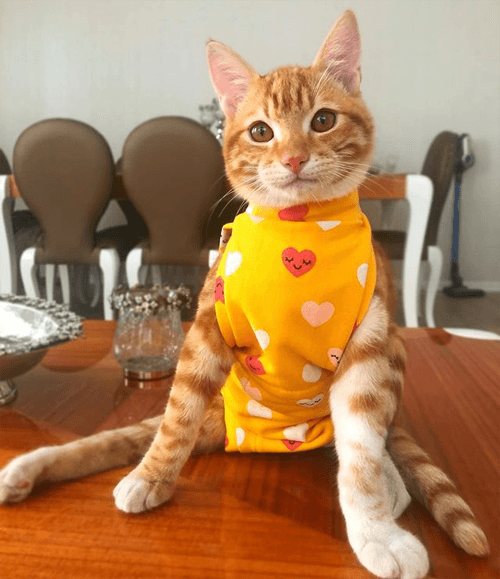 simba