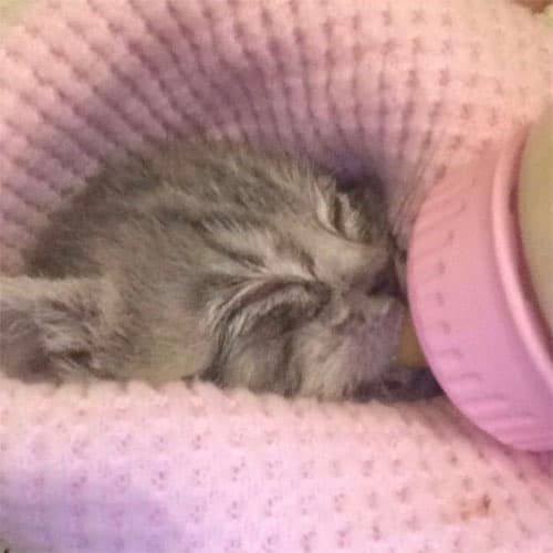 LittleGuy3