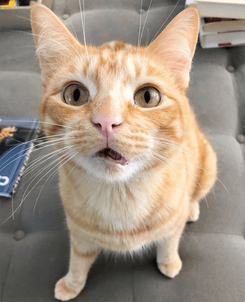 chester