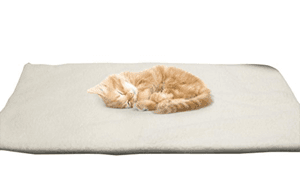 catbed