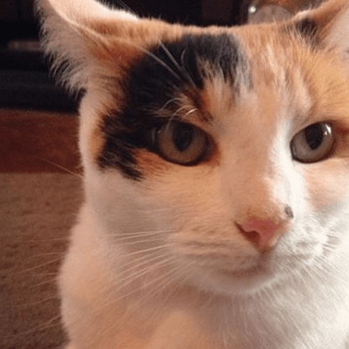 heidi