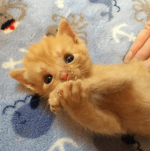 tater