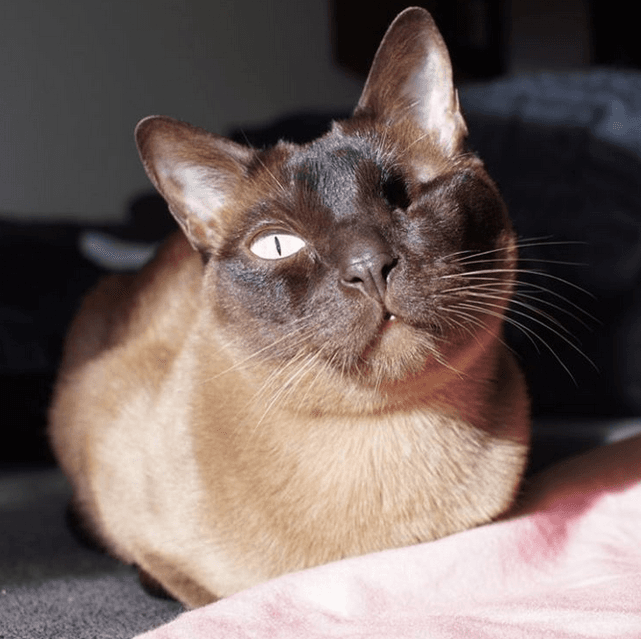 milo feature