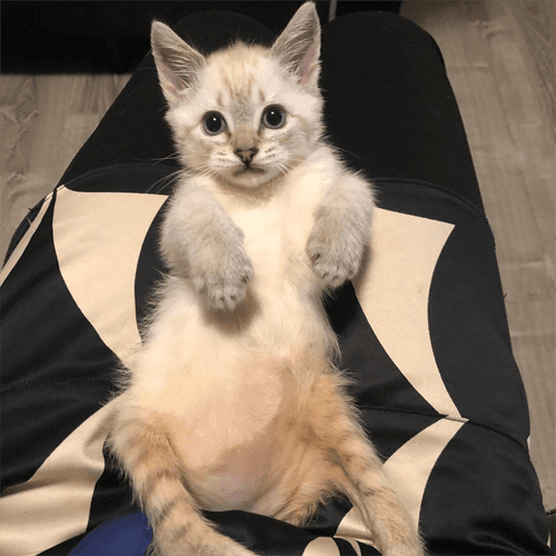 harpurr