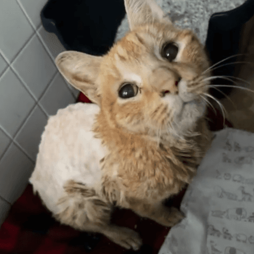 Shaved