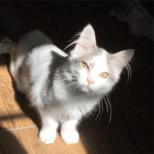 albert