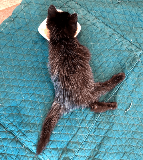 java