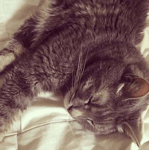 koko