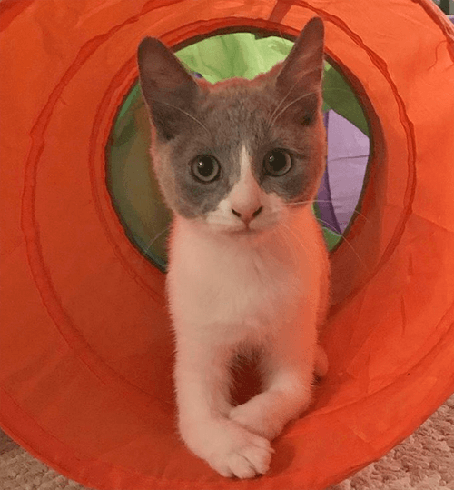 alealani
