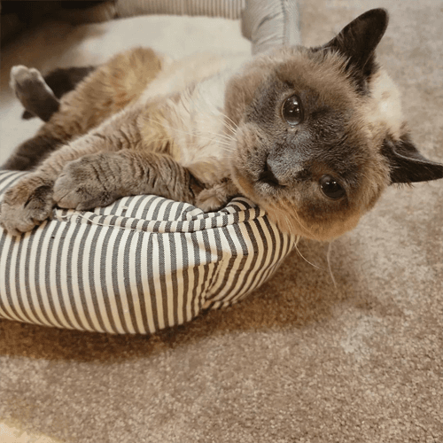 BubbaDumpling