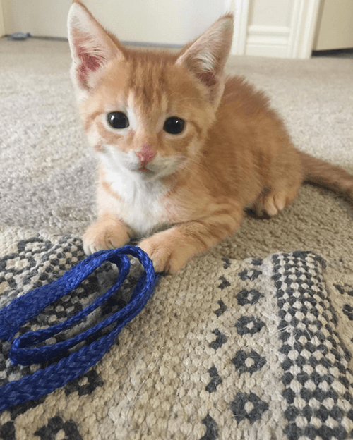 eddie1