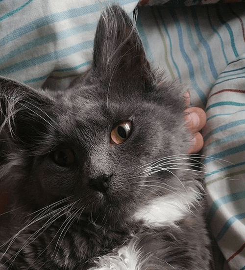 sybil