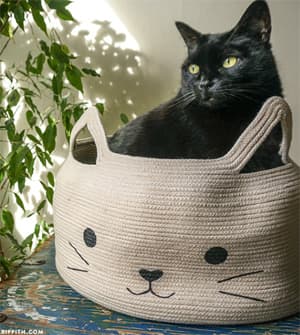 diycatbed
