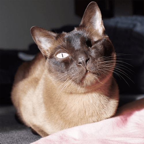 milo