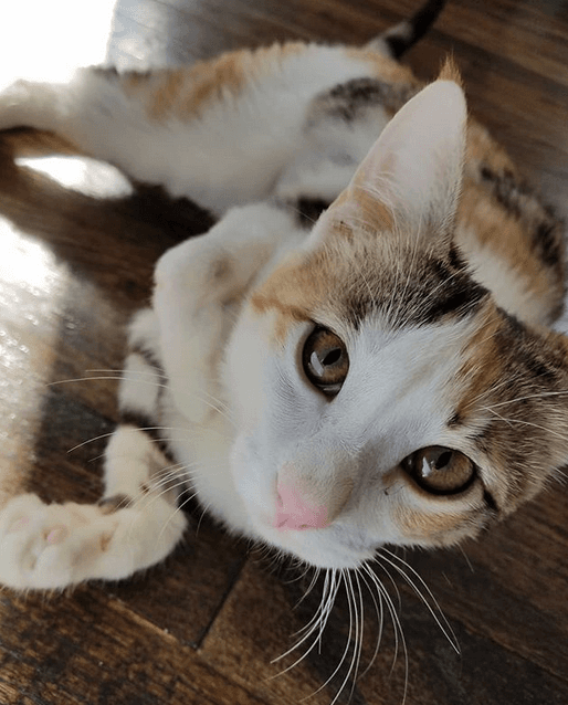 hermione feature