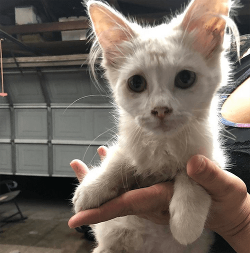 khaleesi