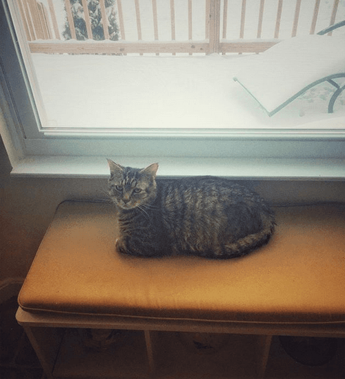 albert