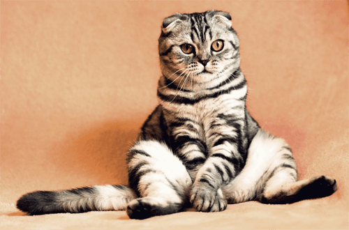 catlitter9forarticle