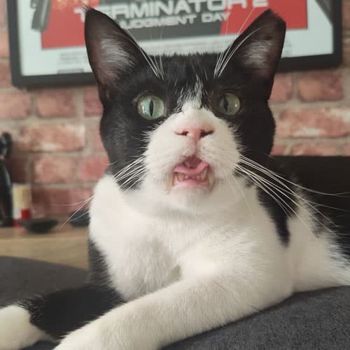Jack