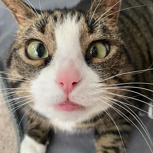 Gretta