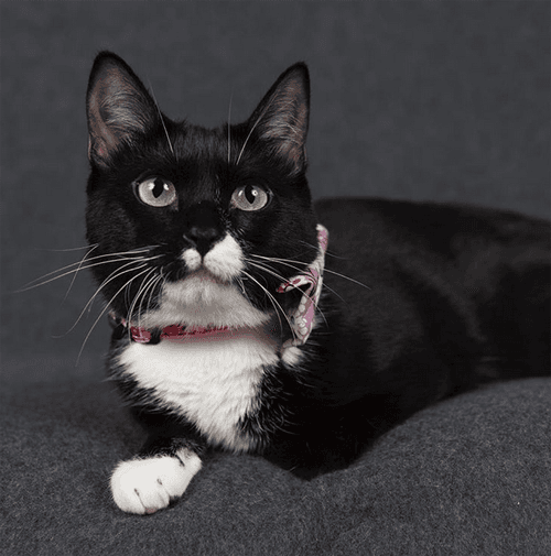 tuxies