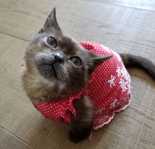 mili