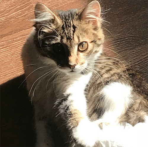 daisy