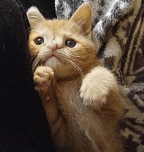 butters
