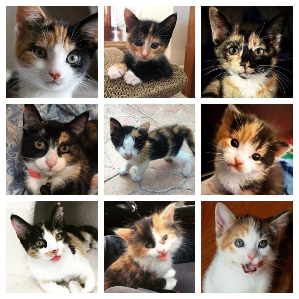 cute calico kittens feature